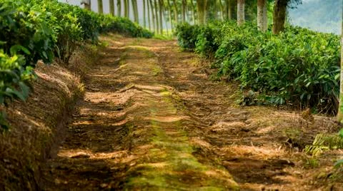 Pathway in the tea plantage Stock Photos