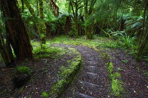 Pathway through ancient podocarp forest in the Whirinaki Conservation Park,.. Stock Photos