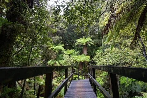 Pathway through ancient podocarp forest in the Whirinaki Conservation Park,.. Stock Photos