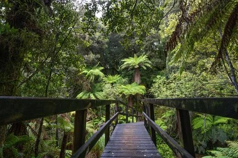 Pathway through ancient podocarp forest in the Whirinaki Conservation Park,.. Stock Photos