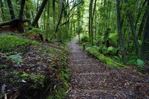 Pathway through ancient podocarp forest in the Whirinaki Conservation Park,.. Stock Photos