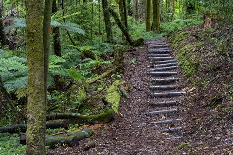 Pathway through ancient podocarp forest in the Whirinaki Conservation Park,.. Stock Photos