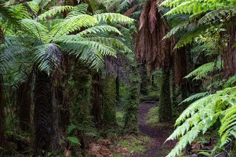 Pathway through ancient podocarp forest in the Whirinaki Conservation Park,.. Stock Photos