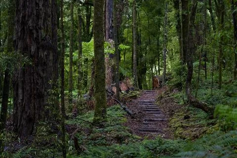 Pathway through ancient podocarp forest in the Whirinaki Conservation Park,.. Stock Photos