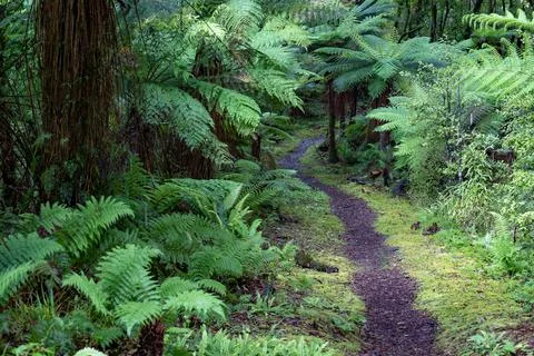 Pathway through ancient podocarp forest in the Whirinaki Conservation Park,.. Stock Photos