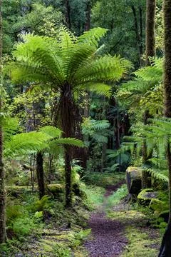 Pathway through ancient podocarp forest in the Whirinaki Conservation Park,.. Stock Photos