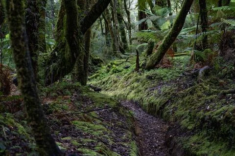 Pathway through ancient podocarp forest in the Whirinaki Conservation Park,.. Stock Photos