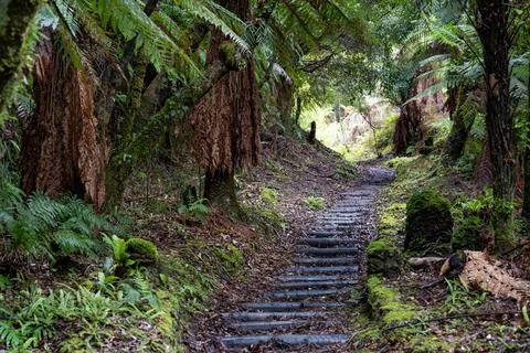 Pathway through ancient podocarp forest in the Whirinaki Conservation Park,.. Stock Photos