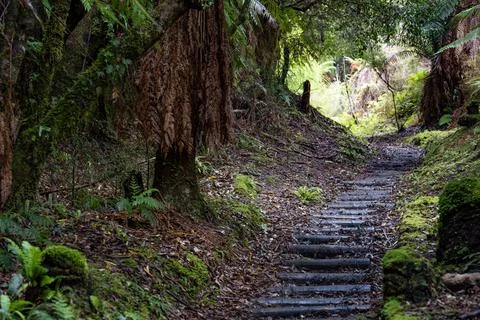 Pathway through ancient podocarp forest in the Whirinaki Conservation Park,.. Stock Photos