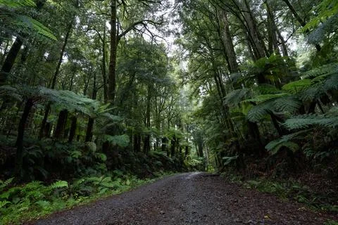 Pathway through ancient podocarp forest in the Whirinaki Conservation Park,.. Stock Photos
