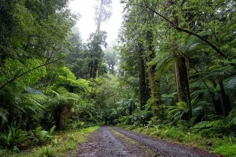 Pathway through ancient podocarp forest in the Whirinaki Conservation Park,.. Stock Photos