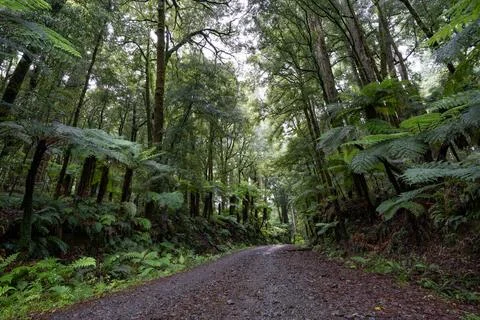 Pathway through ancient podocarp forest in the Whirinaki Conservation Park,.. Stock Photos