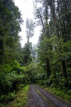 Pathway through ancient podocarp forest in the Whirinaki Conservation Park,.. Stock Photos