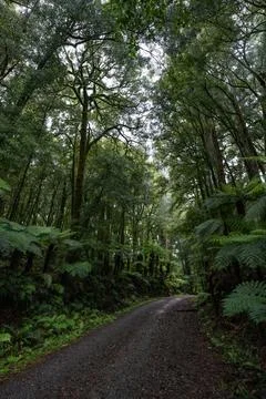 Pathway through ancient podocarp forest in the Whirinaki Conservation Park,.. Stock Photos