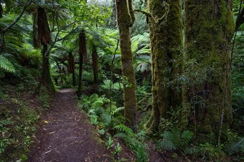 Pathway through ancient podocarp forest in the Whirinaki Conservation Park,.. Stock Photos