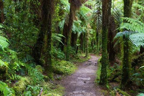 Pathway through ancient podocarp forest in the Whirinaki Conservation Park,.. Stock Photos