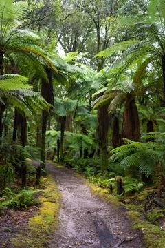 Pathway through ancient podocarp forest in the Whirinaki Conservation Park,.. Stock Photos