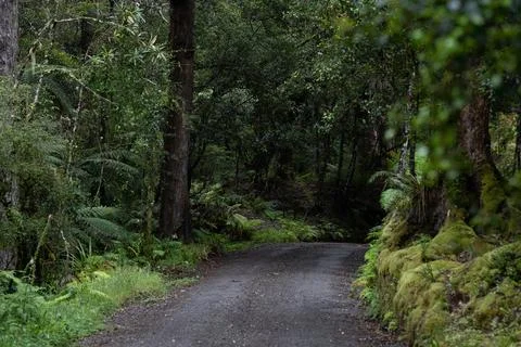 Pathway through ancient podocarp forest in the Whirinaki Conservation Park,.. Stock Photos