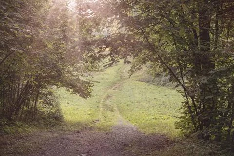 A pathway through the arched opening, formed by the lush foliage of trees. Stock Photos
