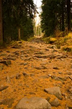 Pathway Through Autumn Forest Stock Photos