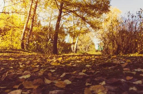 Pathway through the autumn forest Foto stock