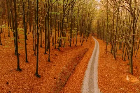 Pathway through the autumn forest Stock Photos