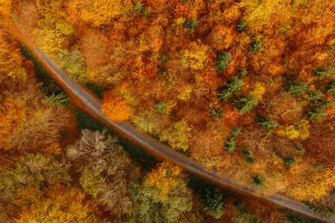 Pathway through the autumn forest Stock Photos