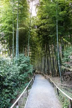 A pathway through a bamboo forest in the early morning at Kodaiji Temple Photos