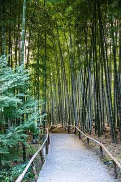 A pathway through a bamboo forest in the early morning at Kodaiji Temple Stock Photos