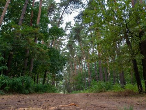 Pathway through the beautiful pine forest. Road in the pine forest. Stock Photos