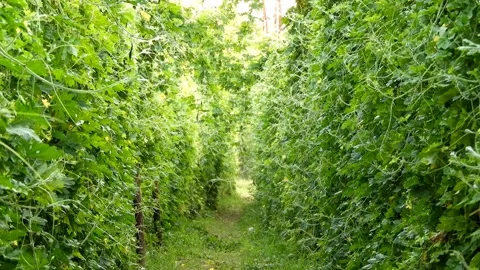 Pathway Through Bitter Melon Vines In A Green Vegetable Garden Stock Footage 344933057