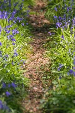 Pathway through the Bluebells Fotos de archivo