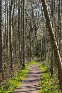 Pathway through Boilton Wood Stock Photos