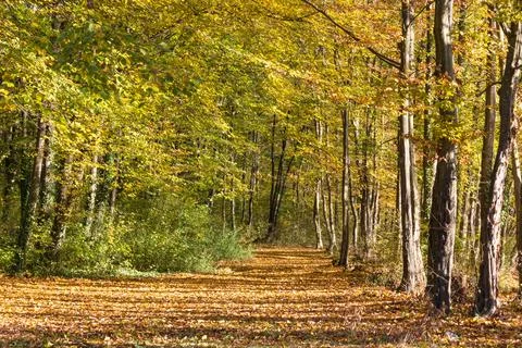 Pathway Through Bright Deciduous Forest Bathed in Autumn Sunshine, Bazjas, .. Stock Photos