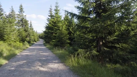 A pathway through a coniferous forest on a sunny day 動画素材 246387778