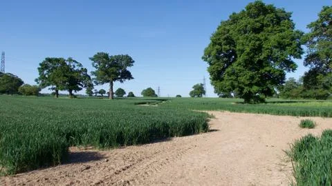 Pathway through cornfield in spring with blue sky in background Stock Photos