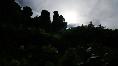 Pathway through dense subtropical forest surrounded by tall ivy-covered tre 動画素材 347875007