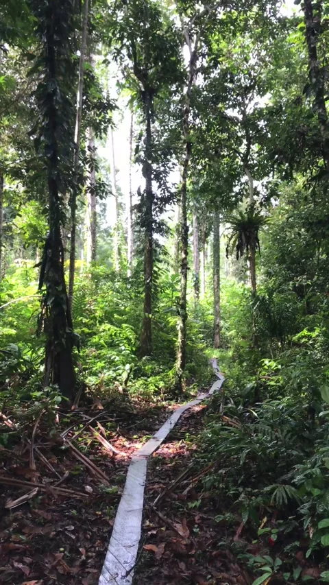 Pathway Through Dense Tropical Rainforest with Sunlight Filtering Through Trees Stock Footage 318529679