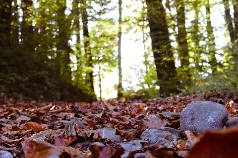 Pathway through forest close to the ground. Fotos de archivo