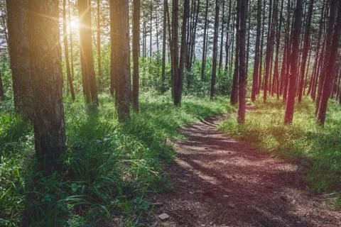 Pathway through forest during a beautiful sunny morning. Фото