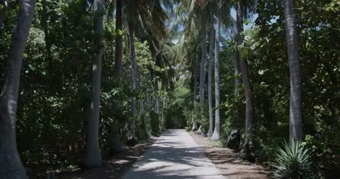 Pathway through forest Stock Footage 204874687