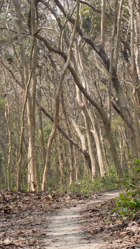 A pathway through a forest Vidéo 332588649