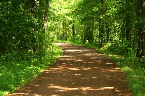 Pathway through the forest Stock Photos