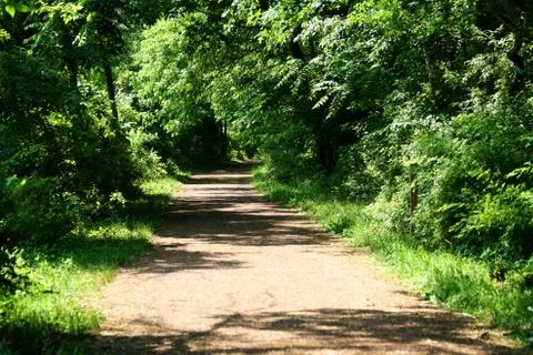 Pathway through the forest Stock Photos