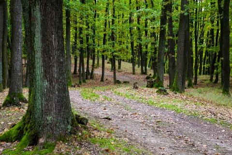 Pathway through the forest Stock Photos