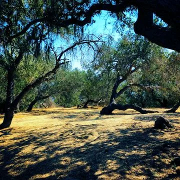 Pathway through forest Stock Photos