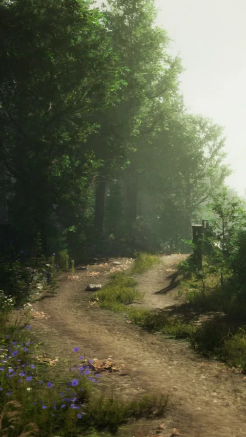 Pathway through a forest with sunlight and greenery during the day Stock Footage 341238684