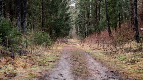 Pathway through forest with trees and vegetation during a quiet day in late Foto stock