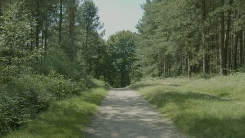Pathway through a forest woodland Stock Footage 112966873