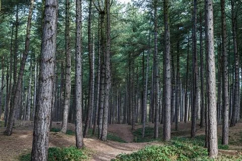 Pathway through Formby Woods Stock Photos